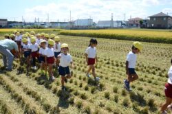 9月13日（金）　年長さんが稲刈りを見学しました。